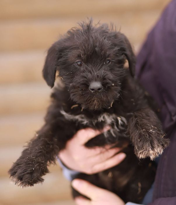 Wesołe, rozbiegane maluchy szukają kochających domów