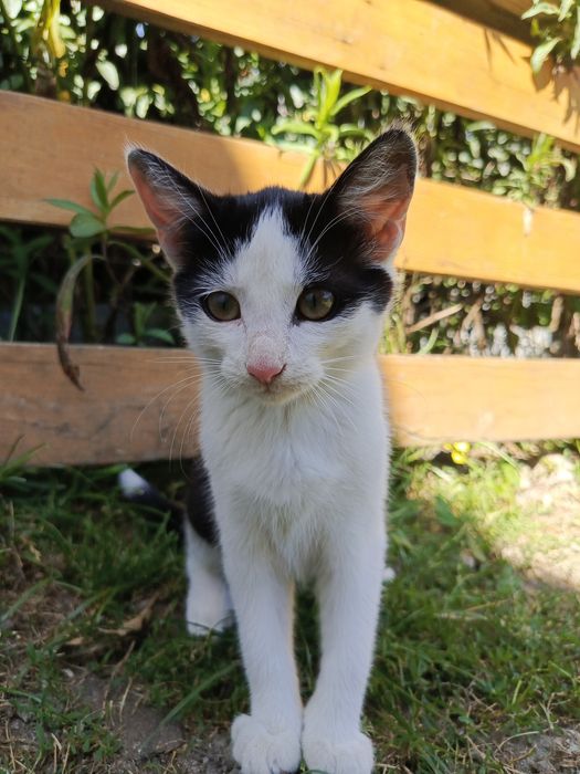 Oddam kotke w dobre ręce