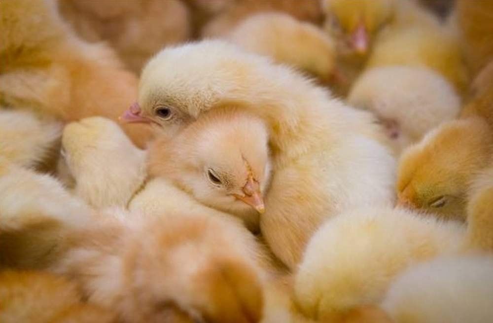 Добові курчата COBB - 500, РООС - 708 Щотижнево