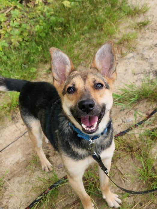 Kajko młody psiak szuka domu bez kotów i małych dzieci