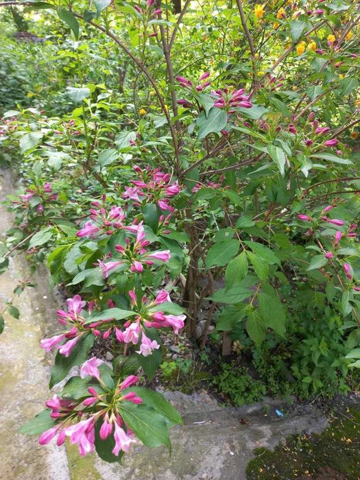 Однокімнатна квартира від власника