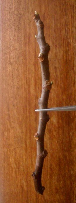 Figueira Figos Ficus Carica Brown Turkey Arvore Fruteira Estacas Mudas