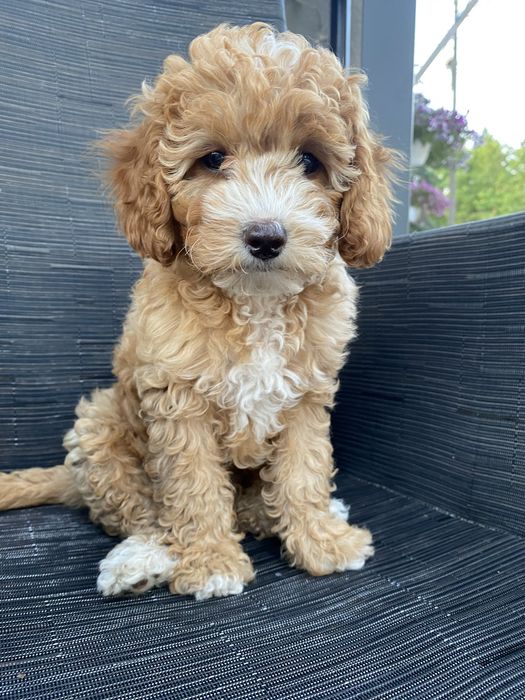 *Zarezerwowana* Milka Cavapoo F1B Pudel Miniaturowy & Cavapoo