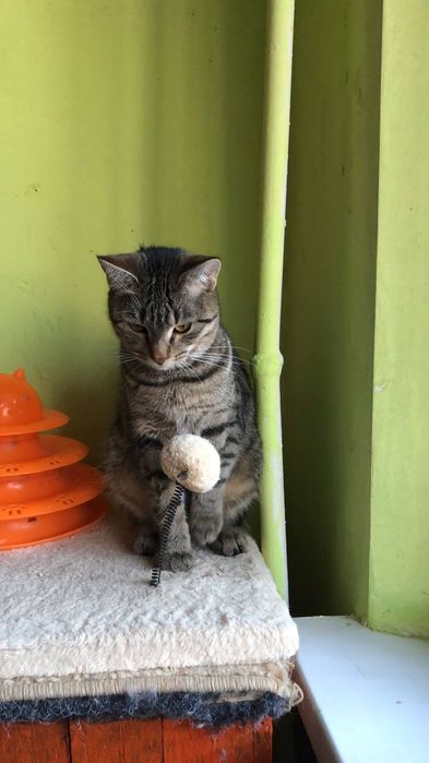 Кошечка 7 месяцев бесплатно