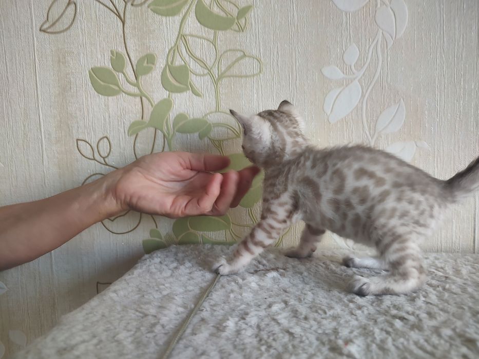 Тварини , кошенята Бенгальської клубної кішки