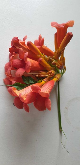 Milin amerykański sadzonki z gruntu