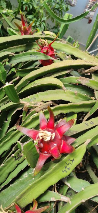 Pitaya fruta do dragão