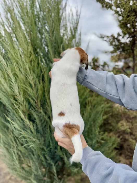 Дівчинка Джек Рассел КСУ /u018