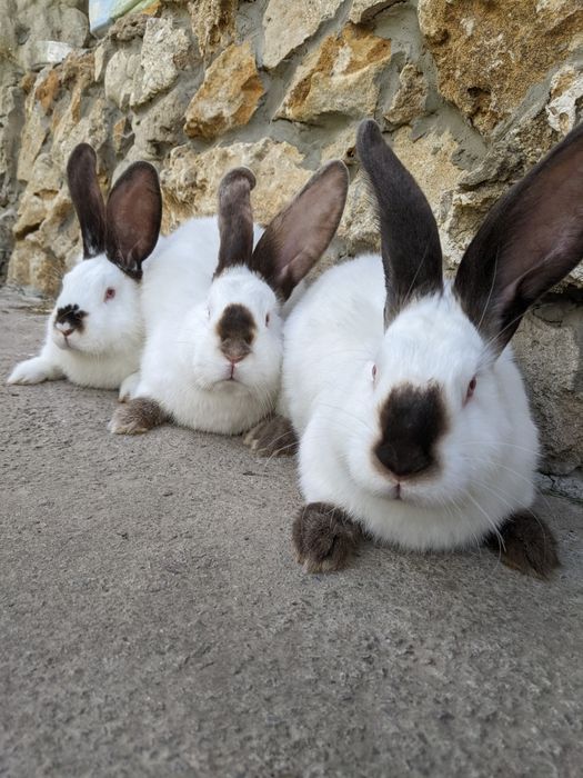 Кроликів хлопчики ,та дівчата
