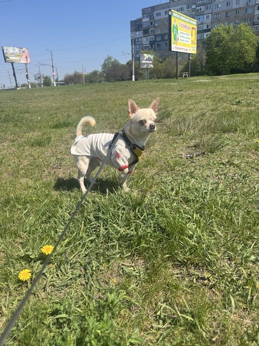 Чіхуа шукає наречену