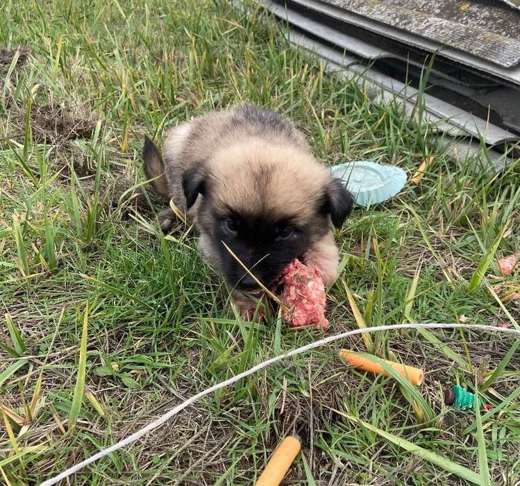 Отдам даром щенков помесь