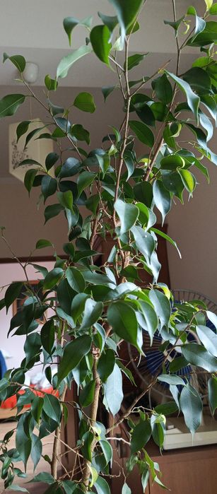 Fikus Benjamin, zielony