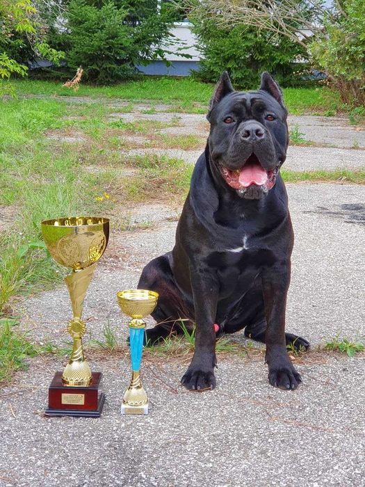 Кобель итальянского кане корсо доступен для вязок