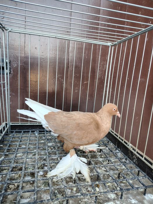 Wajśpic żółty hccj