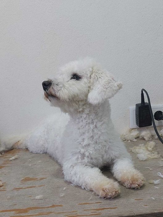 Cachorro caniche/Poodle Toy Branco TOP