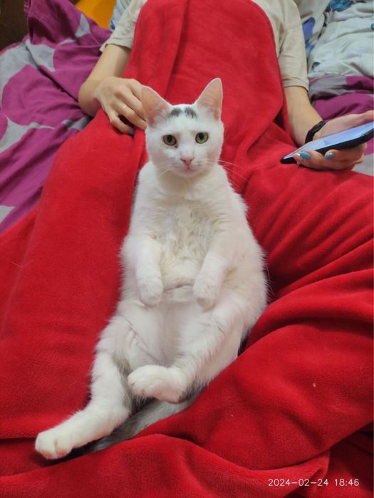 Пристраиваем в добрые руки