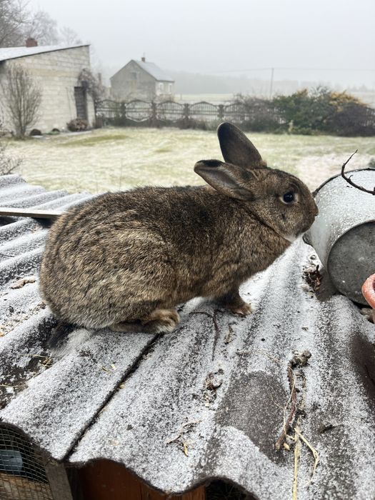 Samice na dalszy chów