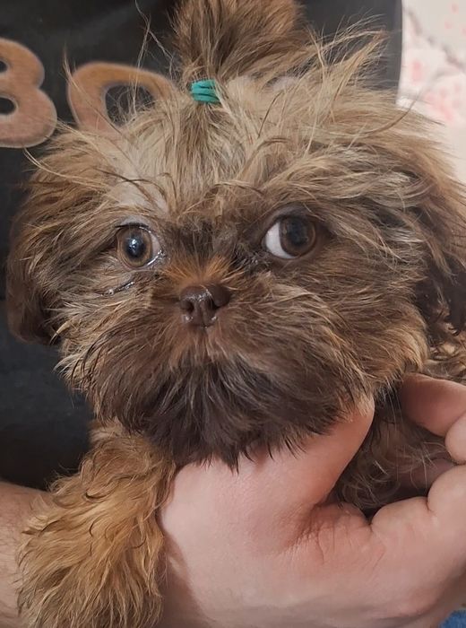 Gaga mini sunia shih tzu / domowa hodowla