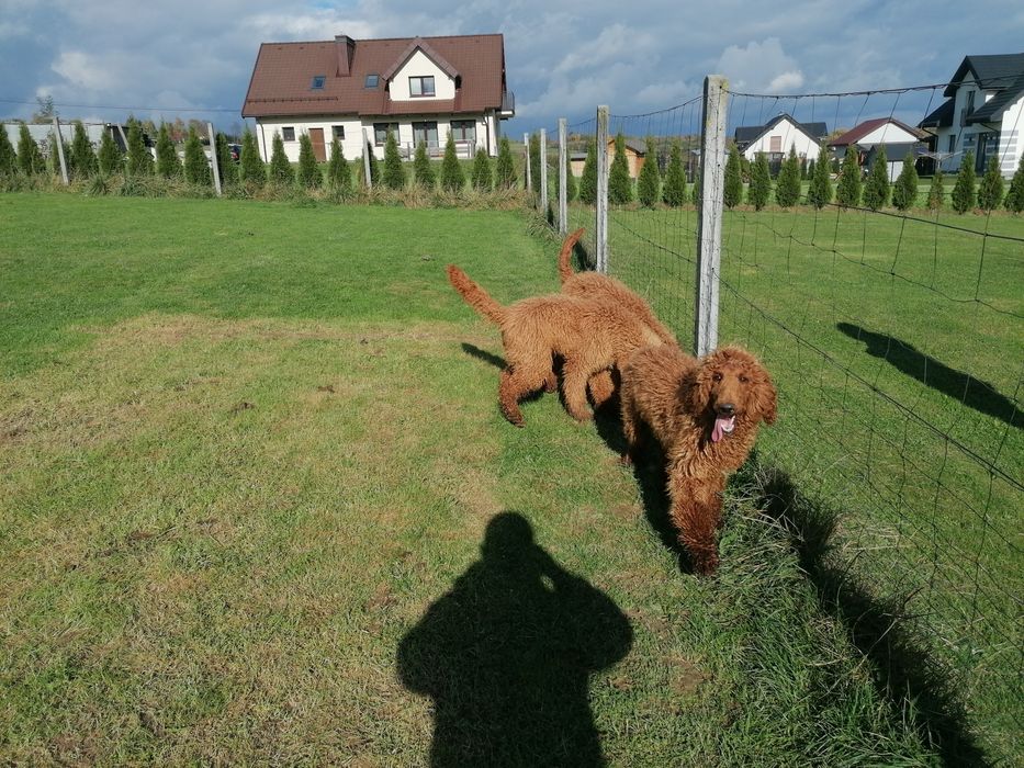 Pudel królewski czerwony pies