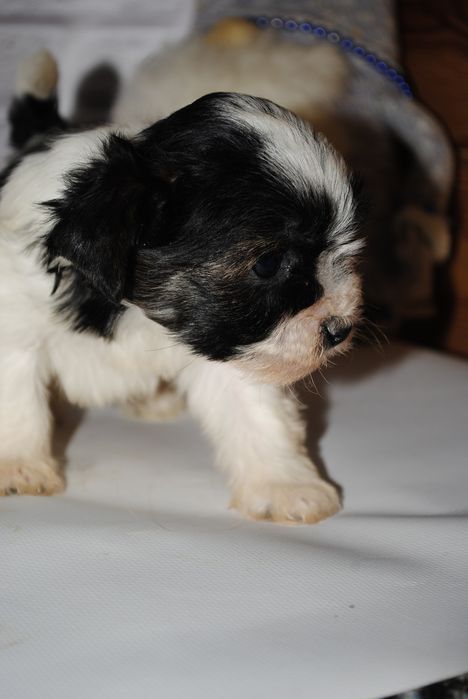 Чорно/біл міні хлопчик шукає люблячу родину