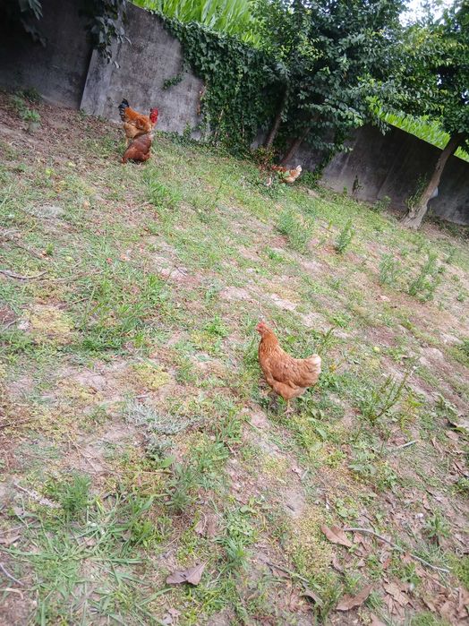 Galinhas poedeiras