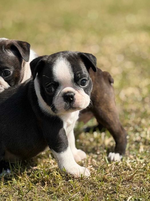 Boston Terrier szczeniak - chłopiec