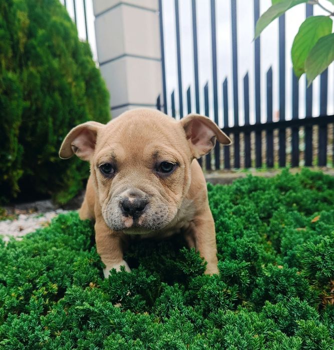 American bully tylko dziś taka cena