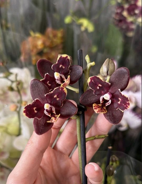 Орхидея темна ароматить