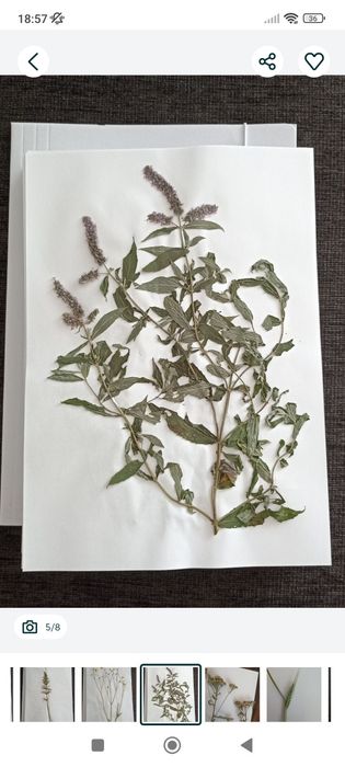 Zielnik - zestaw suszonych roślin