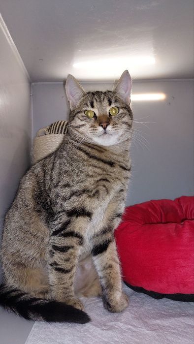 Котик в добрі ручки!