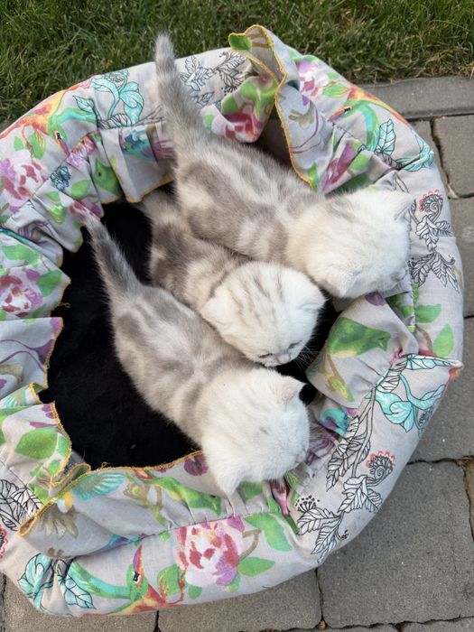 Шотландські котенята 3 шт.