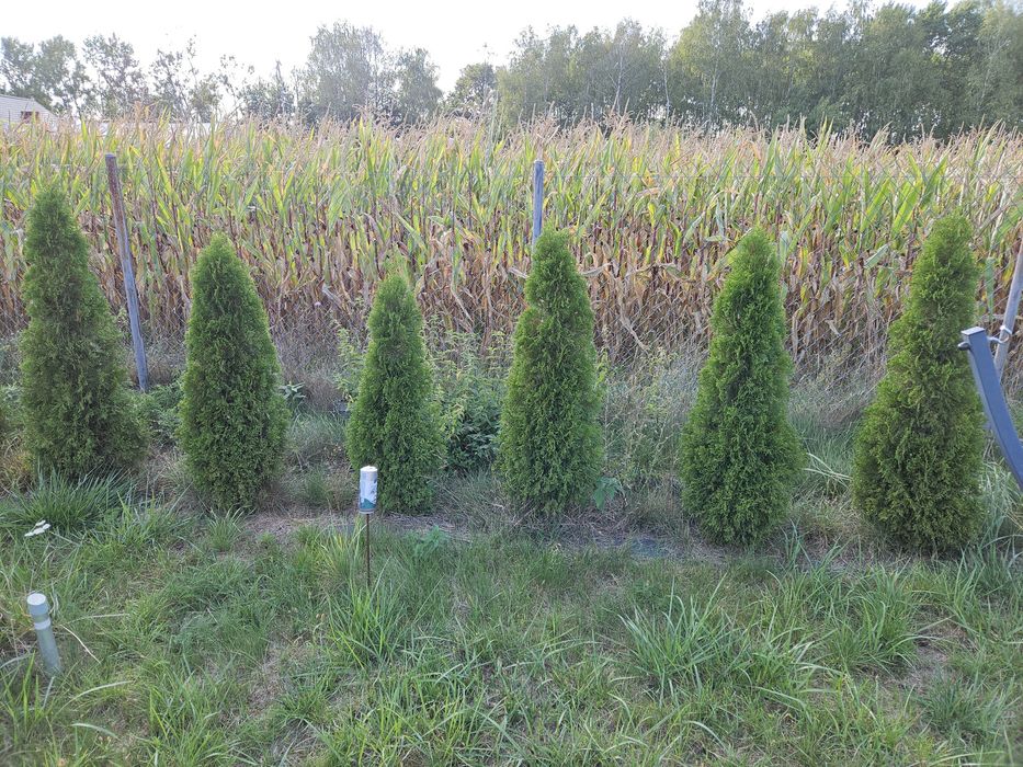 Działka budowlana - uzbrojona z warunkami zabudowy.