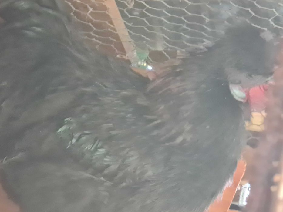 Galos pra trocar de capoeira