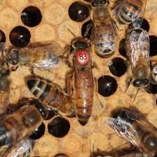 Бджоломатки бакфаст карніка f1 уцінка