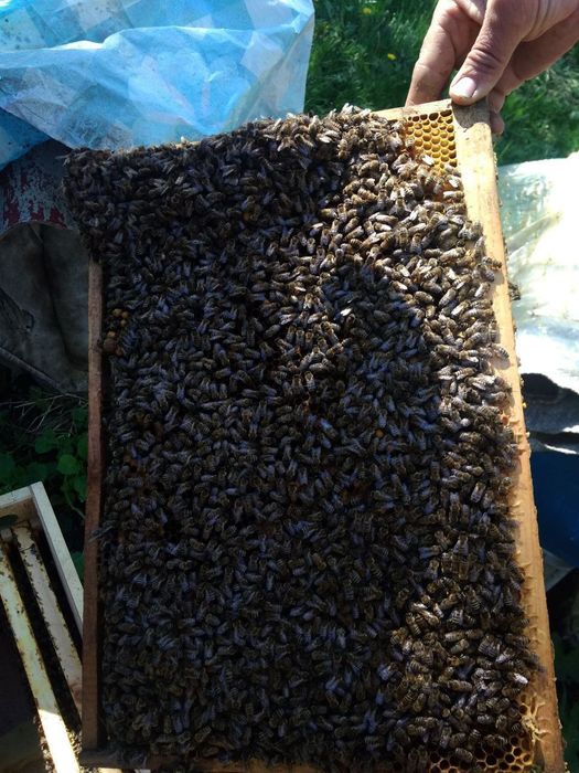 Продам бджоло пакети