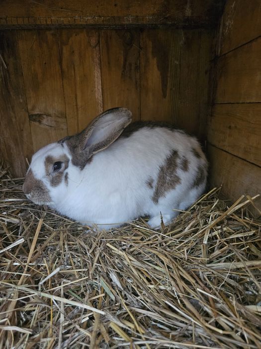 Królik srokacz niemiecki