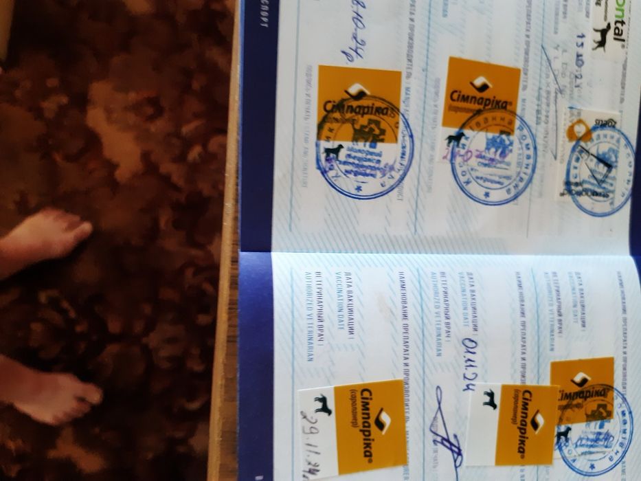 Шпіц Померанський