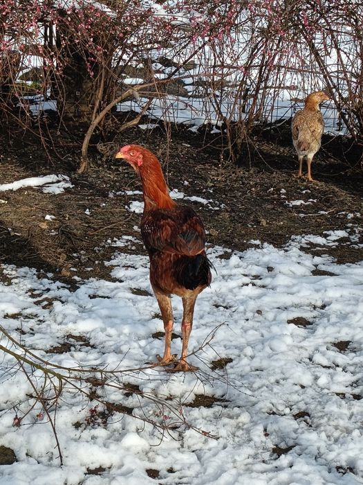 Sprzedam koguty bojowiec malajski