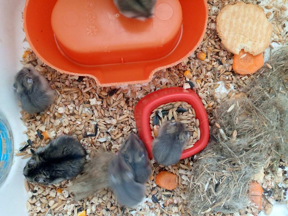 Хомячки Кременчуг