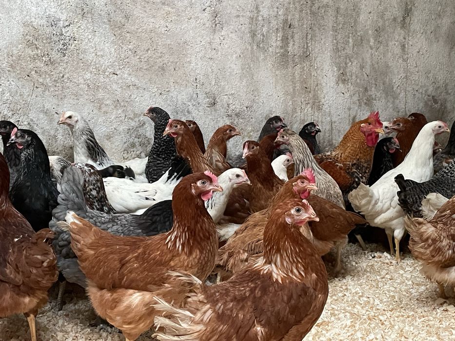 Galinhas poedeiras a iniciar postura 18 semanas