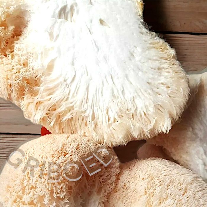 Ежевик гребенчатый в порошке. УЛУЧШЕННЫЙ ЭФФЕКТ - 100 грамм!