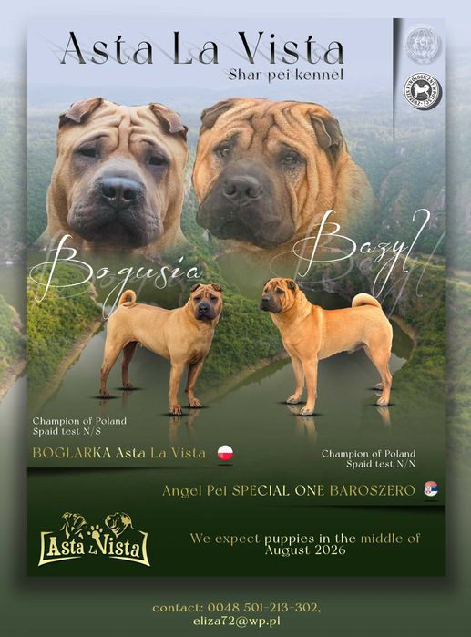 Shar pei - malutki DESIMIR rozgląda się za nowym domem*ZKwP/FCI
