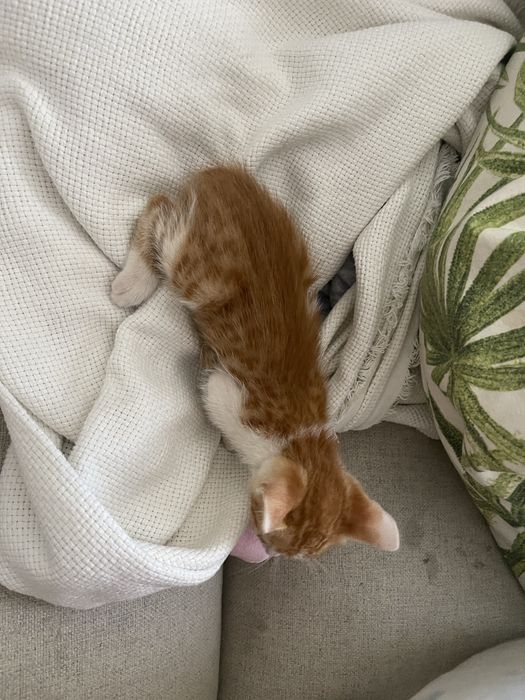 Gatinhos bebes 1 mês