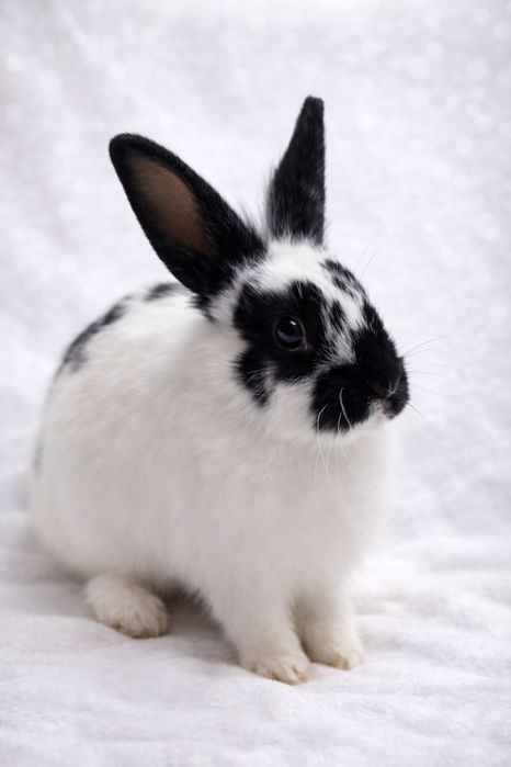 Декоративные кролики, домашние крольчата