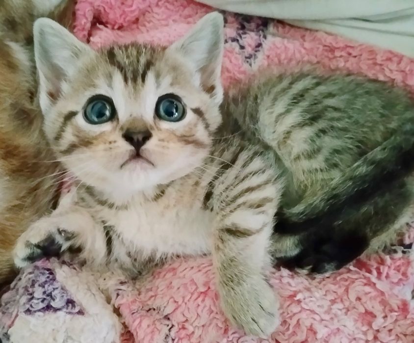 Шотландский малыш