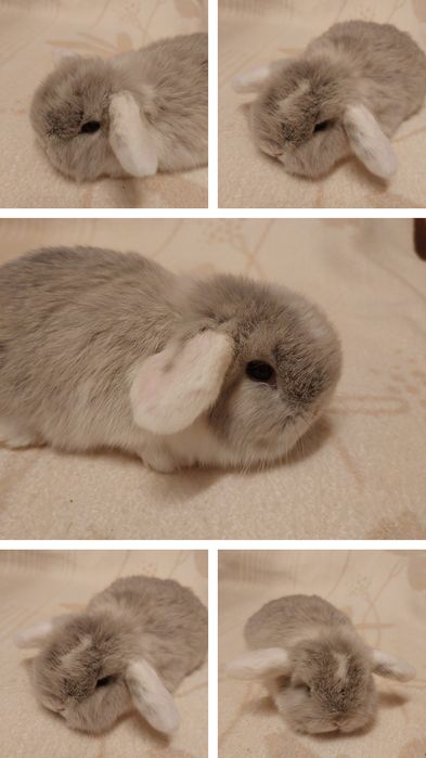 Króliczki mini-lopy i karzełki teddy