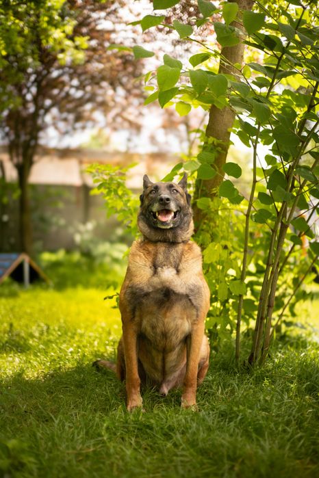 Pies Nr 48651 CARO Schronisko Chorzów Psikot