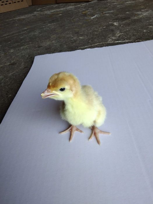 Pisklęta indyki białe mięsne pisklaki indory indyc