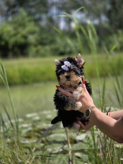 York yorki Yorkshire Terrier