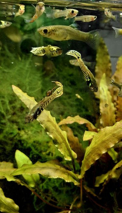 Gupik englera - yellow tiger